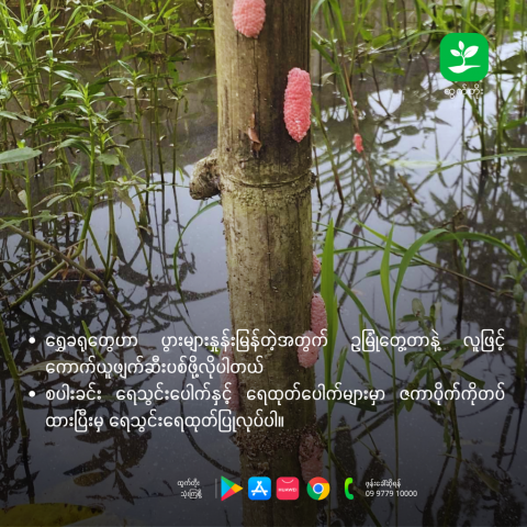 article