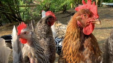 ထွက်တိုး_မွေးမြူရေးတောင်သူများ