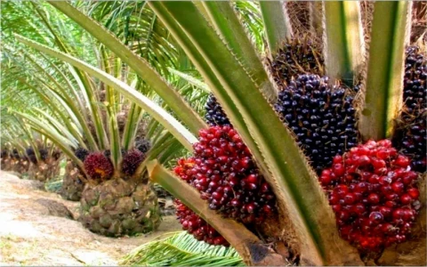 Oil Palm