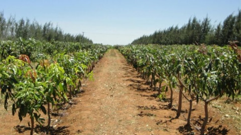 Land Preparation for Mango