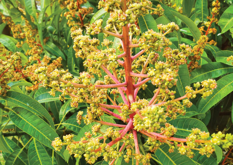 Plant Physiology Changes for Mango