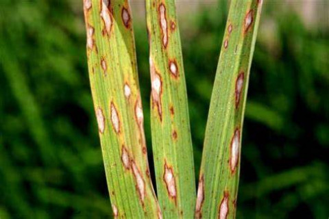 Diseases Management for Rice