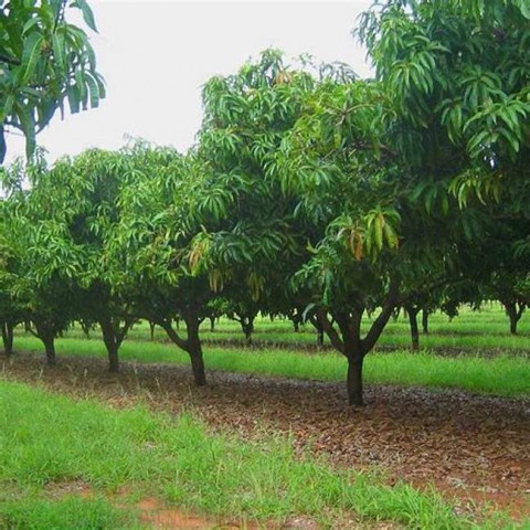 Nutrient Management for Mango