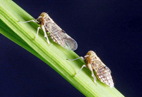 Pests Management for Rice