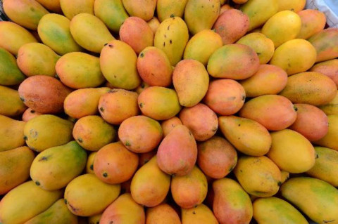 Crop Market Price News for Mango