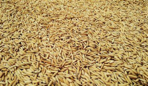 Seed Selection for Rice