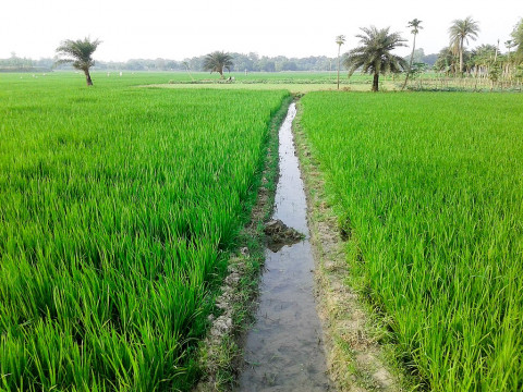 Irrigation for Rice