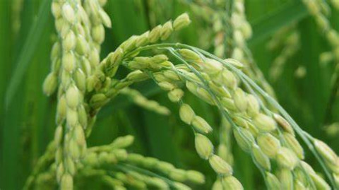 Crop Nutrition Articles for Rice