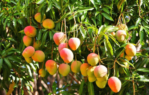 Harvesting for Mango