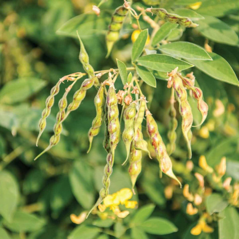 Pigeon Pea Complete Guide