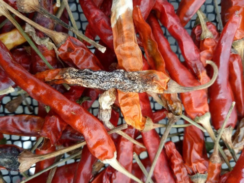 Disease Management for Chili