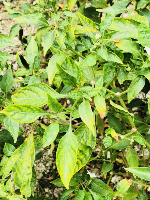 Nutrient Deficiency in Chili