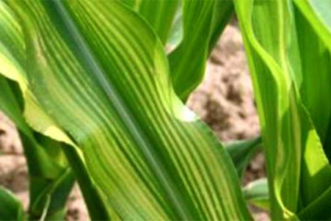 Nutrient Deficiency for Corn