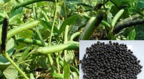 Land Preparation for Groundnut
