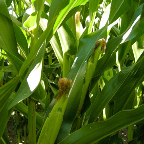 Cultivation Methods for Corn