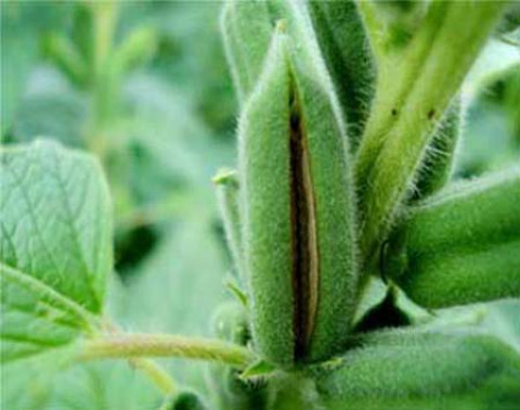 Nutrient Deficiency for Sesame