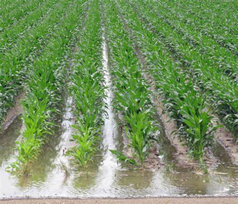 Irrigation for corn