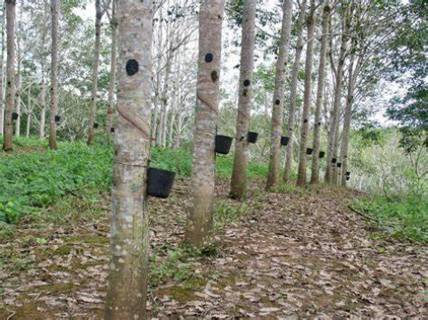 Rubber Cultivation Methods