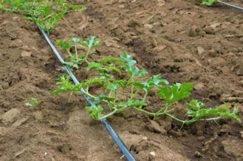 Irrigation for Watermelon