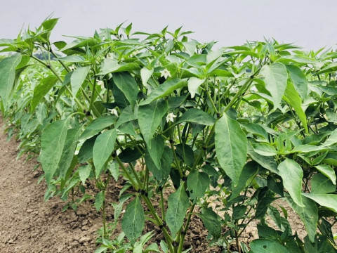 Cultivation Methods for Chili
