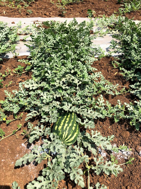 Weed Management for Watermelon