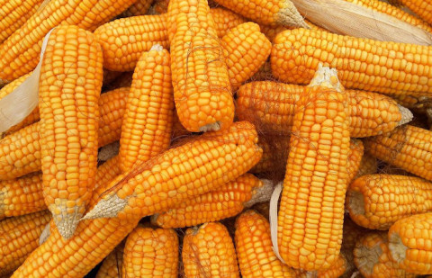 Crop news for corn