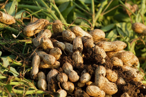 Harvesting for Groundnut