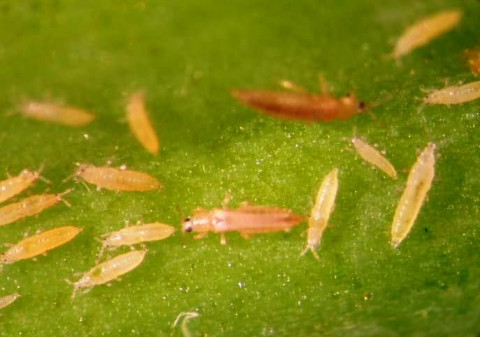 Pests Management for Onion