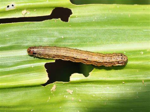 Pests management for corn