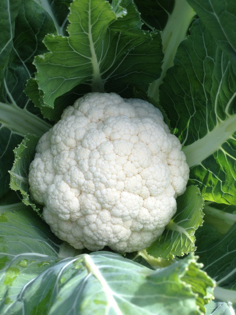 Cauliflower Complete Crop Guide