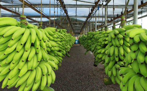 Crop Nutrition Articles for Banana