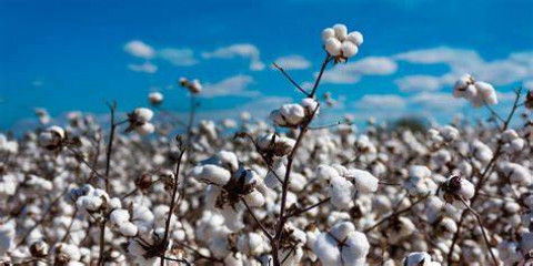 Crop News for Cotton