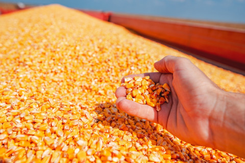 Market price news for corn