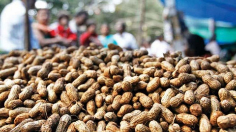 Market Price for Groundnut