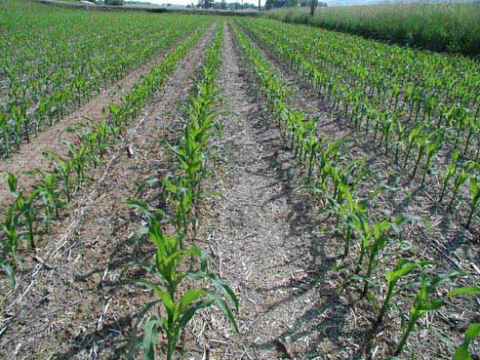 Weed Management for Corn