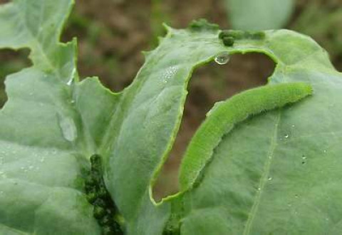 Pests Management for Cauliflower
