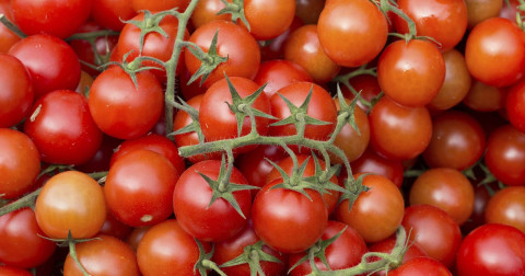 Crop Nutrition Articles for Tomato