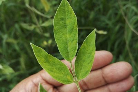 Diseases Management for Pigeon Pea