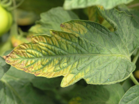 Diseases Management for Tomato