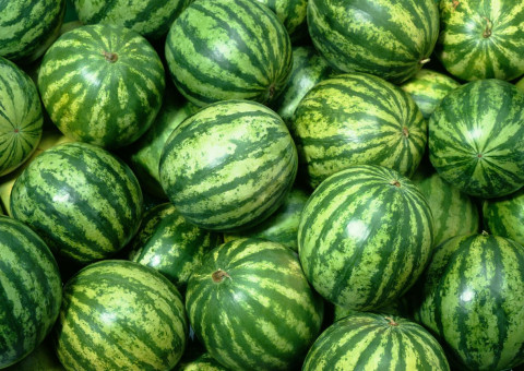 Harvesting for Watermelon