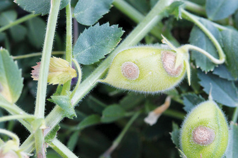 Diseases Management for Chickpea
