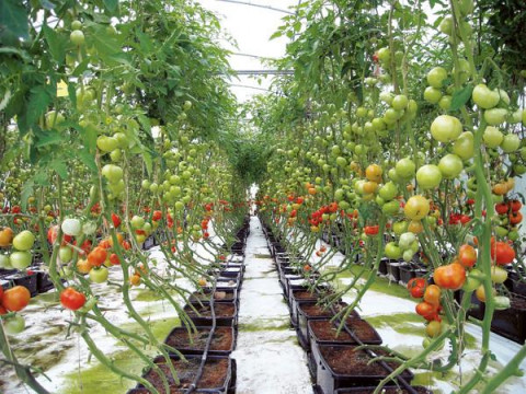 Nutrient Management for Tomato