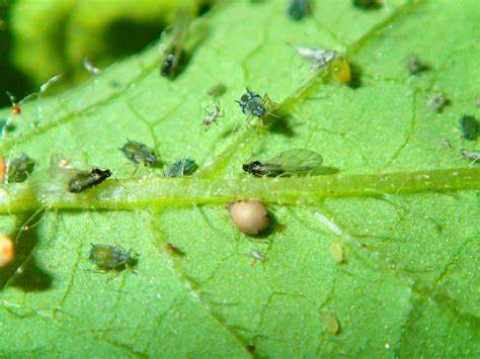 Pests Management for Watermelon
