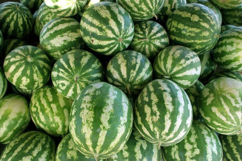 Crop News for Watermelon