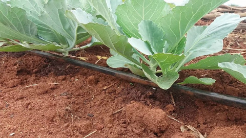 Irrigation for Cabbage