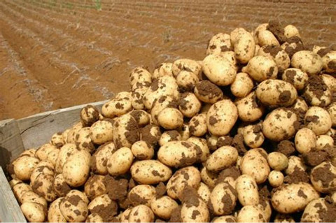 Harvesting for Potato