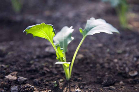 Cultivation Methods for Cauliflower