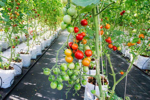 Irrigation for Tomato