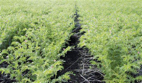 Cultivation Methods for Chickpea