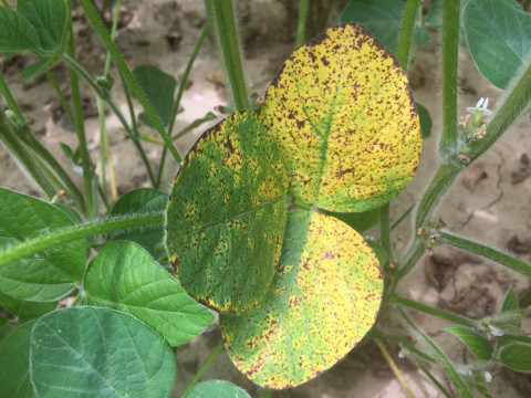 Diseases Management for Soy Bean